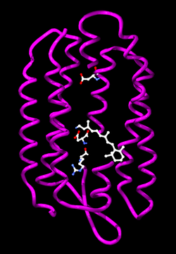 Bacteriorhodopsin from Halobacterium salinarum. The retinol cofactor and residues involved in proton transfer are shown as ball-and-stick models.[151]