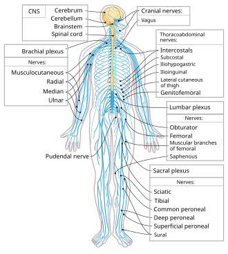 Human nervous system