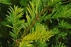 Taxus mosaic