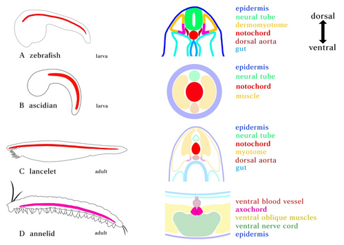 Position of notochordes and axochords in bilaterians. (A) Zebrafish notochord. (B) Ascidian notochord. (C) Lancelet notochord. Notochord is positioned just ventral to the neural tube and dorsal to the gut, flanked by myotome. (D) Notochord homolog in annelid. Cross-section showing the position of the proposed axochord to the ventral mesentery, blood vessel, and nerve chord. Axochord is found to be dorsal to the nerve chord and ventral to gut of the animal. Red: notochord; Magenta: axochord; Green: nerve chord; Blue: epidermis; Yellow: mesoderm.