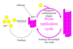 Fibril model of prion propagation