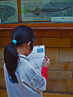 A young student at the museum
