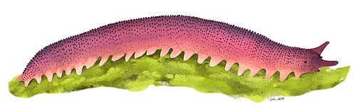 Reconstruction of the Carboniferous possible onychophoran Helenodora