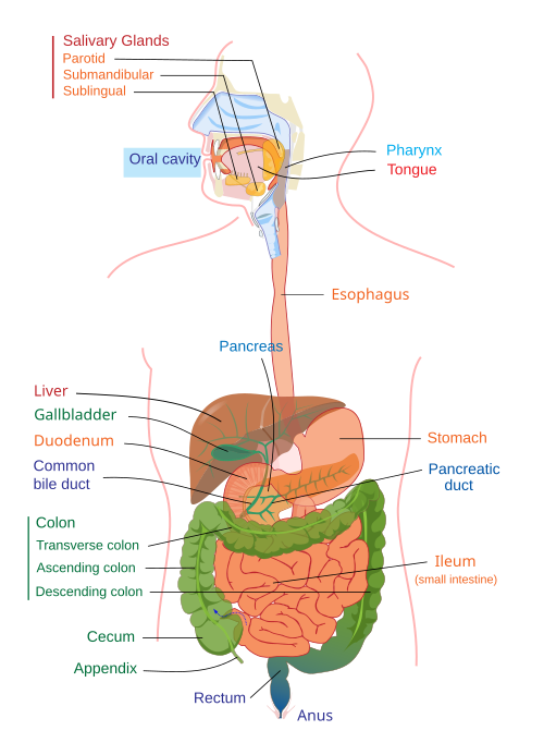 Upper and lower human gastrointestinal tract