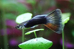 Male moscow guppy