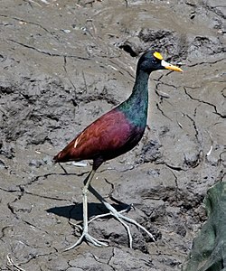 Jacana spinosa – Palo Verde National Park, Costa Rica