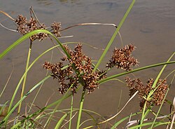 Cyperus javanicus