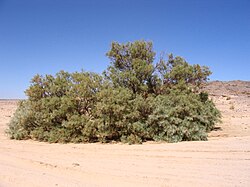 A Tamarix aphylla specimen in its natural habitat in Algeria