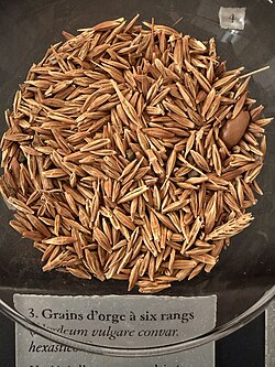 A bowl of ancient six-row barley. Egyptian tomb offering, 2000-1500 BCE. At the Louvre.