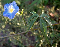 Flower and leaf of Ipomoea barbatisepala