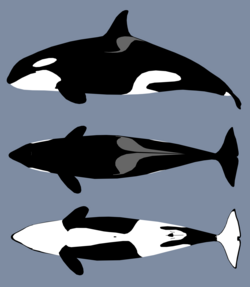 Different angle views of a typical female orca's appearance