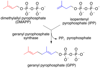 Isopentenyl pyrophosphate (IPP) and dimethylallyl pyrophosphate (DMAPP) condense to produce geranyl pyrophosphate, precursor to all terpenes and terpenoids.