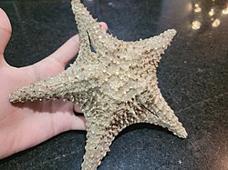 A calcified starfish from Los Roques Archipelago