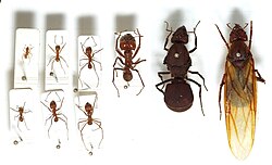 Seven leafcutter ant workers of various castes (left) and two queens (right)