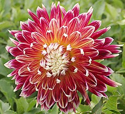 Dahlia 'Akita' A cultivar selected for flower form and colour