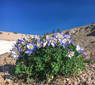 A flowering Aquilegia coerulea plant in Colorado, United States