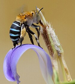 Long-tongued bees and long-tubed flowers coevolved, like this Amegilla species (Apidae) on Acanthus ilicifolius.