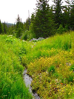 Small tributary stream, Diamond Ridge, Alaska