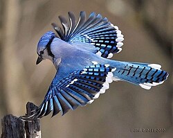The short and rounded (elliptical) wings of the blue jay are adequate for short flights in densely-vegetated habitats.