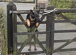 German Shepherd dog guarding property
