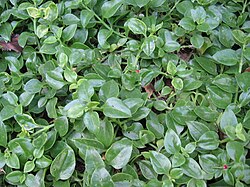 Mesembryanthemum cordifolium
