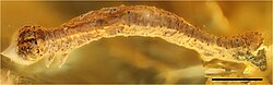 Eogeometer vadens, the earliest known geometrid moth caterpillar found in Baltic amber[8][9][10]