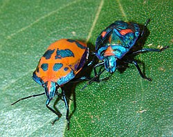 Female and nymph cotton harlequin bug