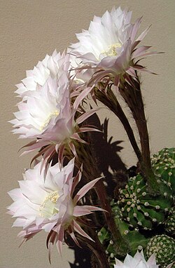 Large flowers of an Echinopsis