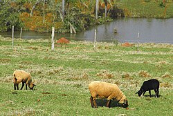 Sheep farming in Rio Grande do Sul