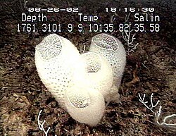 Euplectella aspergillum, a glass sponge known as "Venus's flower basket"