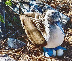 Blue-footed booby