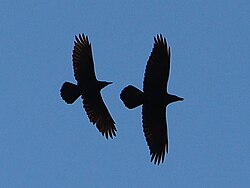 Comparison between an American crow (left) and a common raven (right)