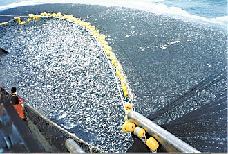 Jack mackerel caught by a Chilean purse seiner