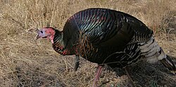 Gould's wild turkey