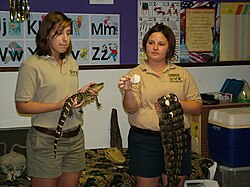 Educational demonstration featuring alligators at the Audubon Zoo's Wetlands Express