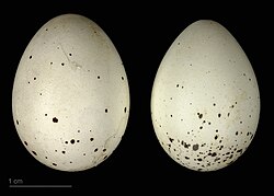 Hypocolius ampelinus - (MHNT)
