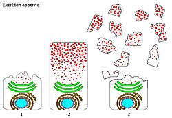 In apocrine secretion (pictured), portions of the cell are pinched off and later disintegrate.