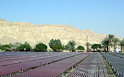 Algaculture in Kibbutz Ketura, Israel