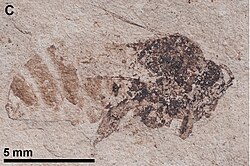 Calyptapis florissantensis, Eocene Florissant Formation