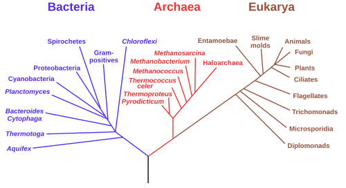 A phylogenetic tree based on rRNA data showing Woese's three-domain system. All smaller branches can be considered kingdoms.