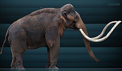 Columbian mammoth (Mammuthus columbi) reconstruction