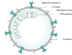 Illustration of SARSr-CoV virion