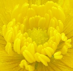 Centre of a Ranunculus repens (creeping buttercup) flower showing multiple unfused carpels surrounded by longer stamens