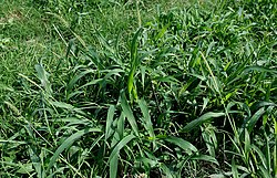 Setaria verticillata from Panicoideae