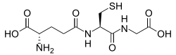 Structure of the naturally occurring antioxidant peptide glutathione