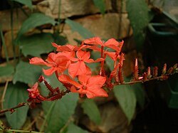 Plumbago indica