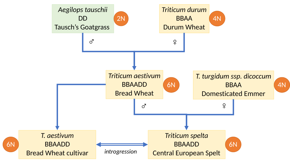 Spelt most likely originated as a hybrid of bread wheat and emmer. It continues to influence modern breeds of bread wheat.[12]