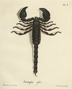 Scorpion Plate1 Natursystem der Ungeflügelten Insekten