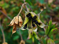 The fruit of an Aquilegia flower is one fruit that forms from several ovaries of one flower, and it is an aggregate of follicles. However, because the follicles are not fused to one another, it is not considered an aggregate fruit.