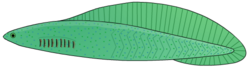 Haikouichthys is an extinct fish-like craniate that lived in what is now China approximately 518 million ago